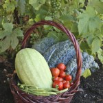basket of veg by Rosemary Ratcliff